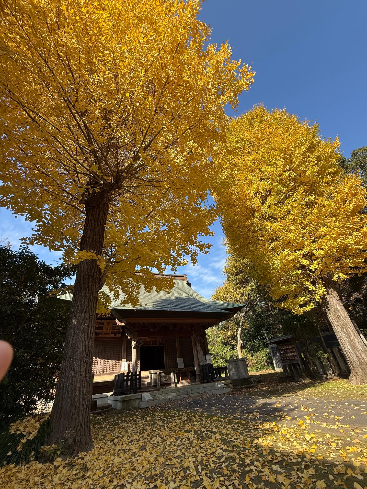 諏訪神社拝殿の左右に立つイチョウの木が紅葉している様子
