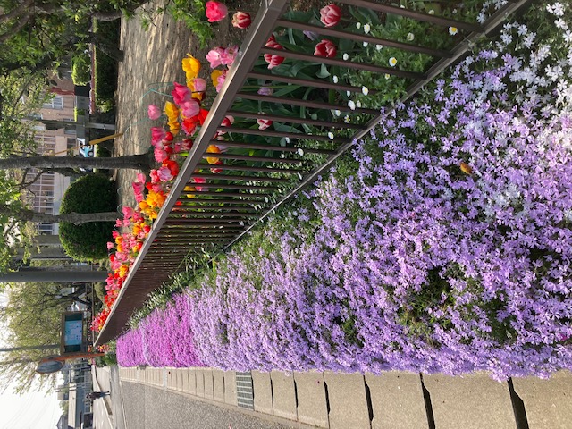 芝桜