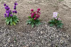 チューリップの芽がでました。