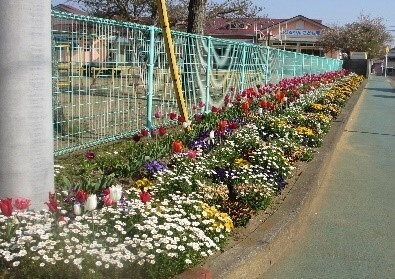 こども園の道沿いの花壇に植えられている色とりどりの花の写真