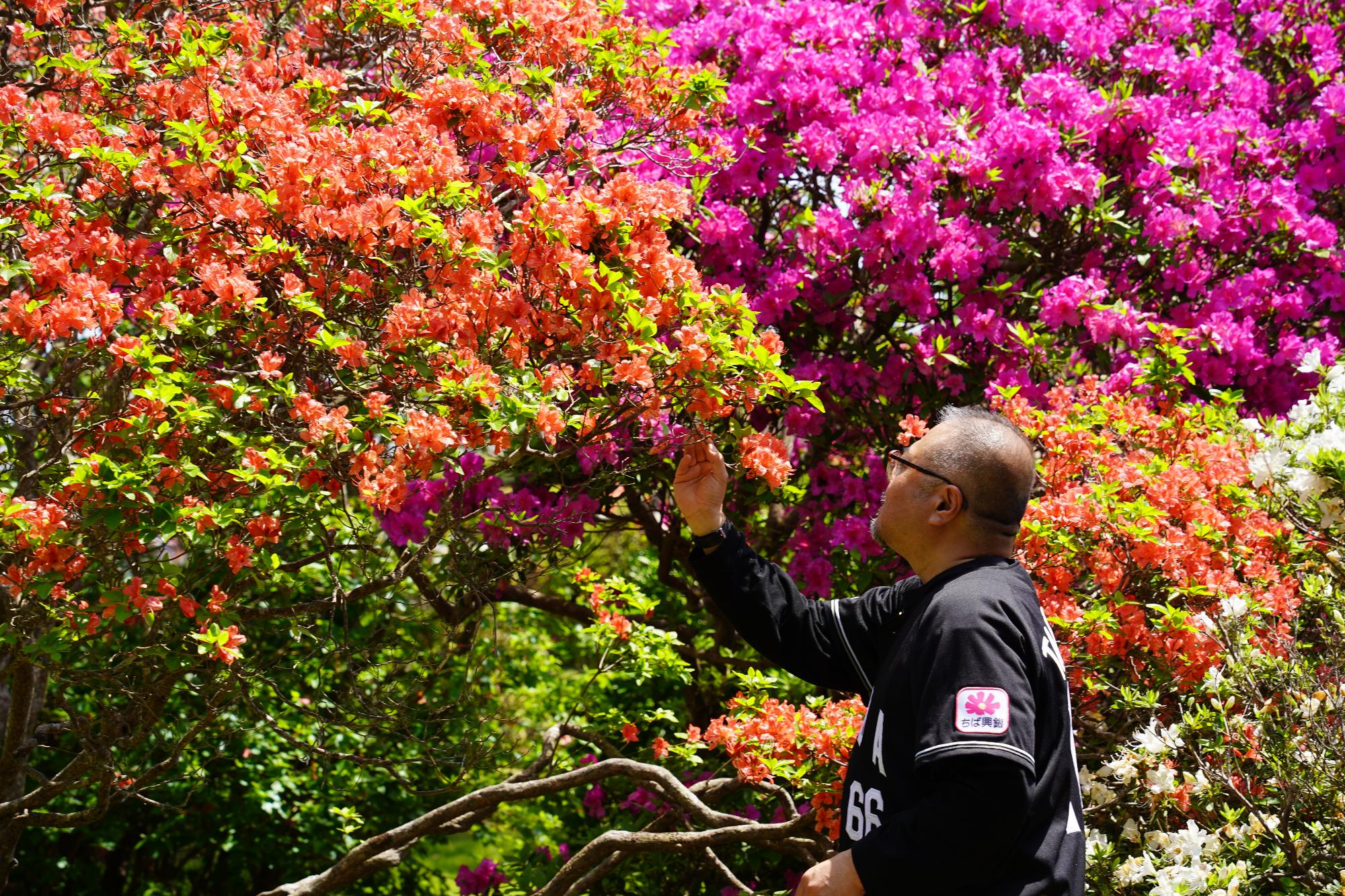 大きなオレンジのつつじの木の前でつつじの花を観察する市野さん