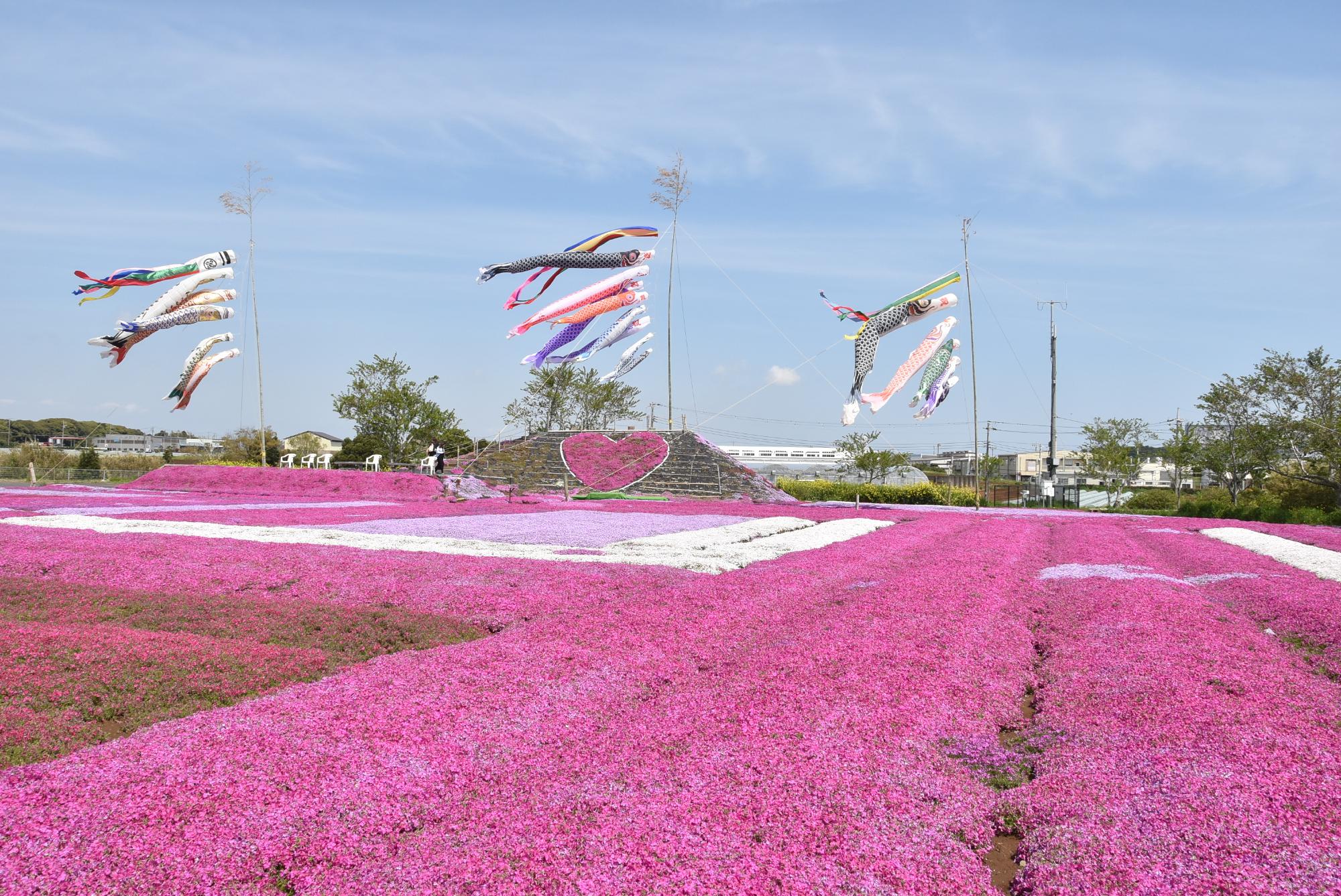 東庄ふれあいセンターの芝桜の写真、うしろにはこいのぼりがなびいている