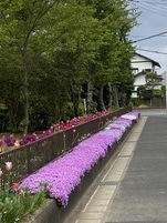 紫色の芝桜が咲き誇り、パンジーやビオラ、チューリップの花が綺麗に咲いている花壇の写真