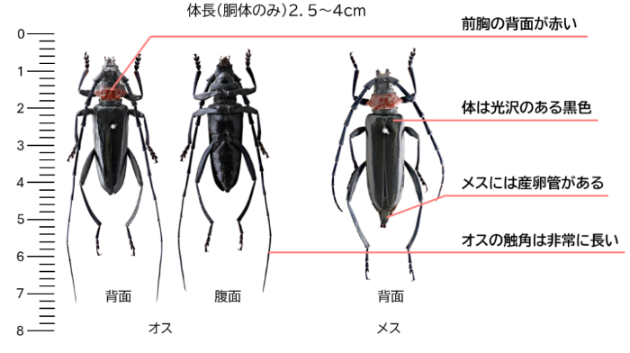 kamikiri4