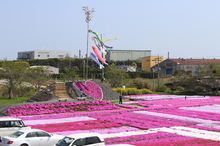 駐車場前の広場一面にピンク色の芝桜が咲き誇っている東庄町ふれあいセンターの写真