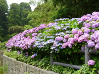 薄紫色や水色の紫陽花が咲いている石出堰親水公園周辺の写真