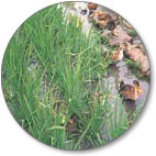 稲が植えられた水田にアイガモを放飼している写真