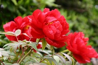 鮮やかな紅色のぼたんの花をアップで写した写真