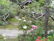 ピンクや白色の花が咲き、草木が植えられている西福院の写真