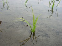 水田に植えられた稲の写真