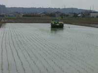 機械を使い、田んぼに稲を植えている様子を後方から写した写真