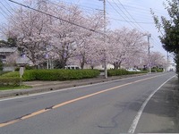 歩道に、垣根の横に満開の桜が咲いている様子を車道側から写した写真