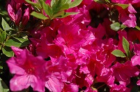 ローズピンク色の、つつじの花をアップで写した写真