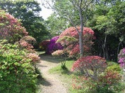 色々な種類のつつじが咲き、周囲の樹々の緑が綺麗な雲井岬つつじ公園の写真