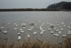 水辺に沢山の白鳥の群れが浮いている写真