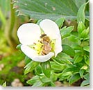 白いイチゴの花に、ミツバチがとまっている写真