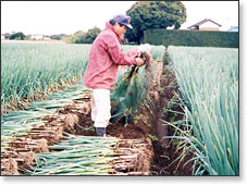 広い畑で長ネギの収穫作業をしている飯田さんの写真
