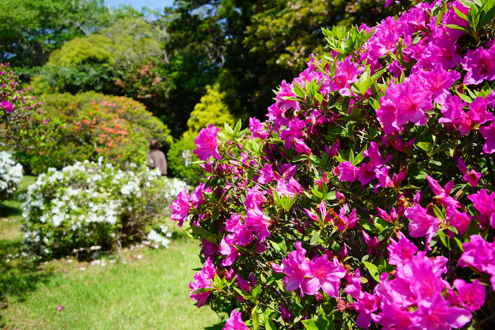 赤紫のつつじの花の奥に白いつつじの花が見える風景写真