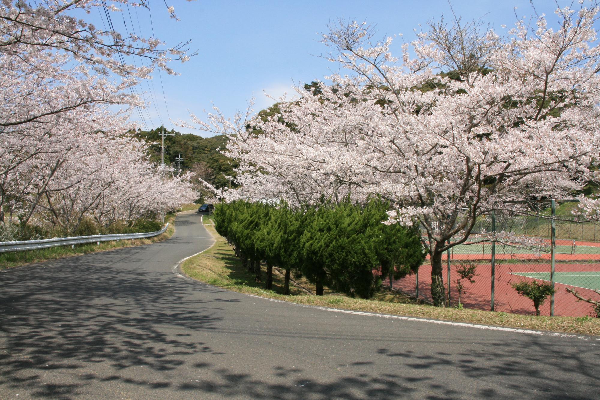 東庄県民の森の桜とテニスコートの写真