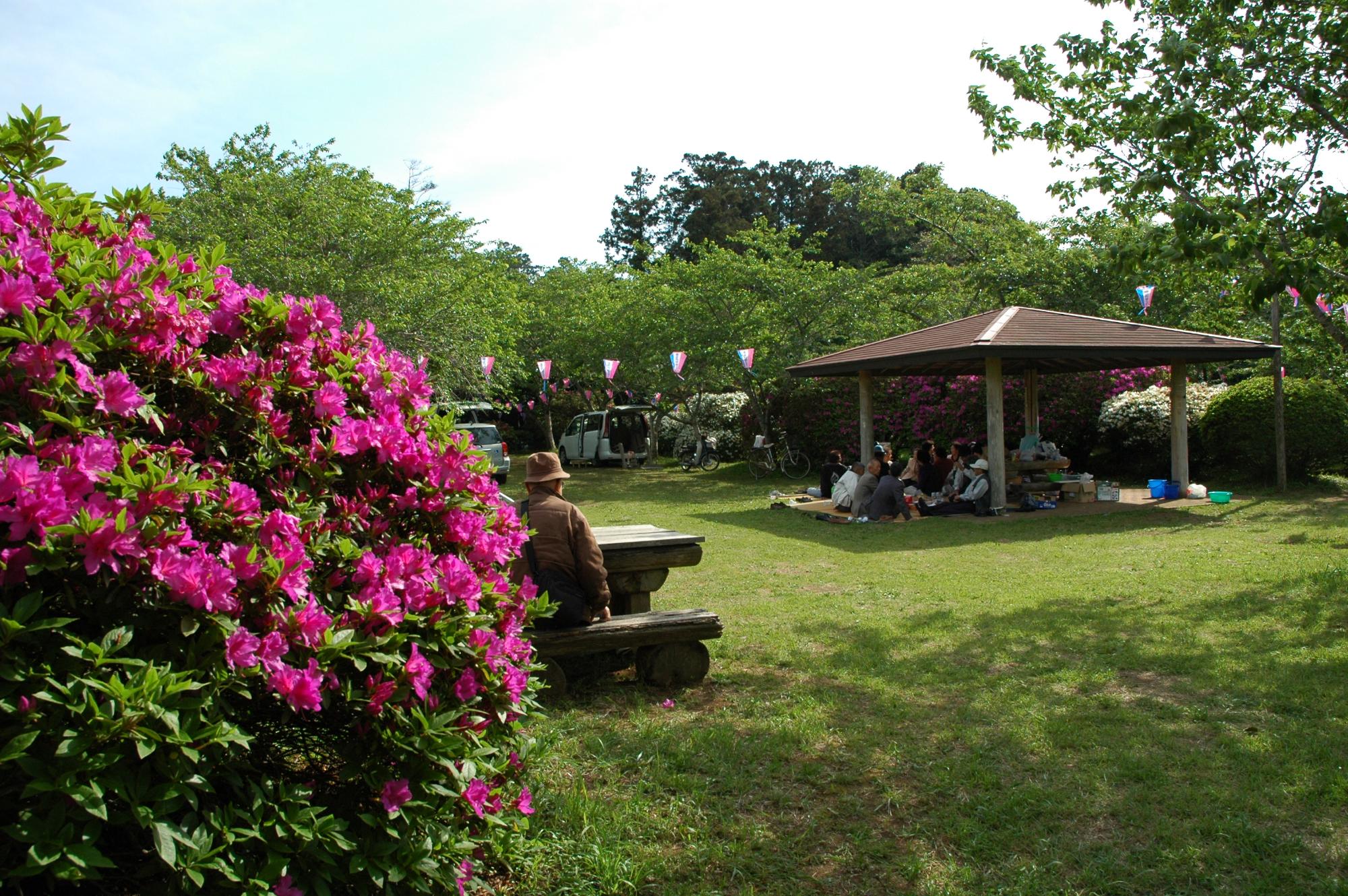 青々とした芝生の広場に、白やピンクのツツジの花が咲いている雲井岬つつじ公園の写真