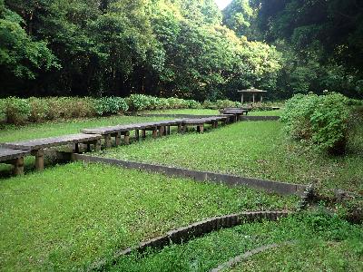 親水公園の湿地